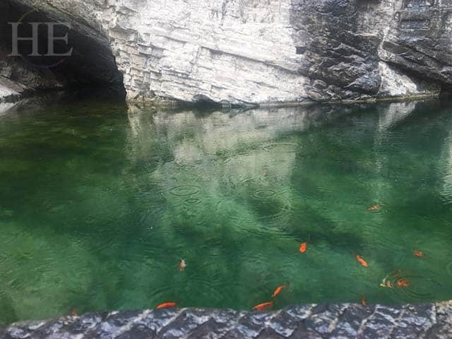bright koi fish in verdant green waters at longmen grottoes in luoyang china