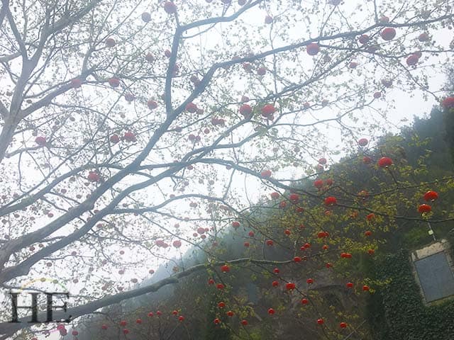 ruby red lanterns adorn a tree on a gloomy day at longmen grottoes in luoyang china
