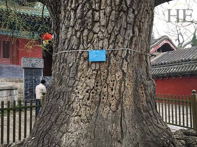 a tree is scarred with holes from years of kung fu practice at the shaolin temple in china