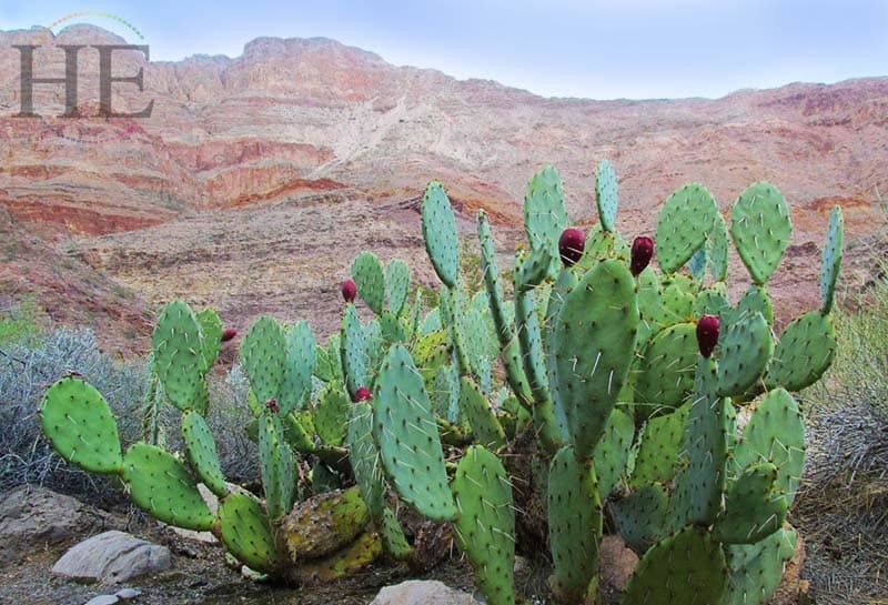 a verdant cactus patch sticks out against red rock on the colorado river in the grand canyon on he travel's splash! tour