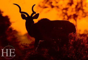 red and gold sunset silhouette of a kudu, an animal with curly horns on the HE Travel Gay Safari in Botswana-botswana-luxury-gay-safari