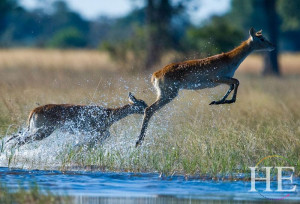 delicate lechwe leap splashing from the water on the HE Travel Gay Safari in Botswana-botswana-luxury-gay-safari-hetravel-tours
