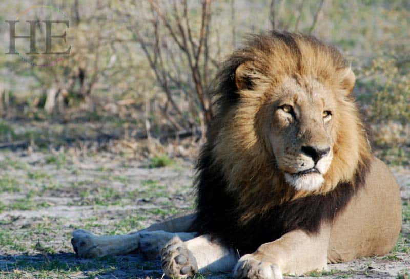A big lion relaxing in Botswana.