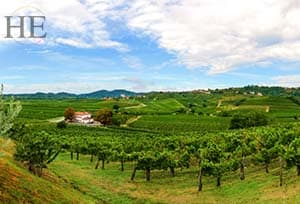 300-204-SE-slovenia-vineyards