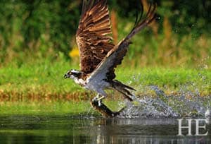 SM-scotland-gay-travel-osprey