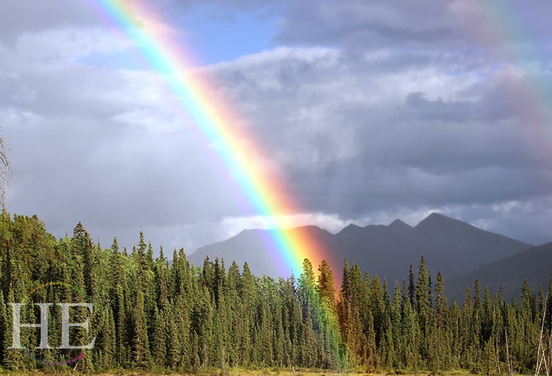 A pretty rainbow over a grove of trees