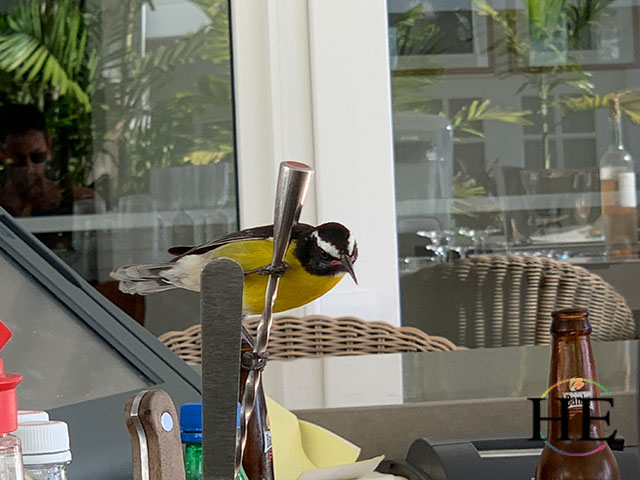 A bird sitting on a cocktail stirring rod at an outdoor Barbados bar