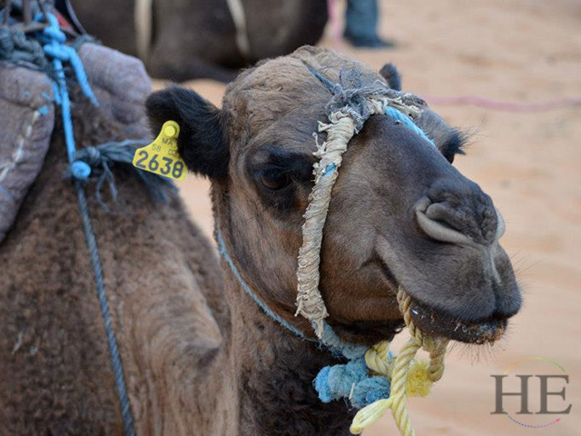 A picture of a cute camel on one of HE Travel's gay morocco tours