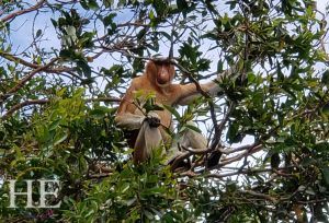 Gay-indonesia-island-hop-adventure-cultural-tour-borneo-monkey