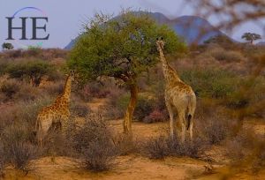 NA-Namibia-HETravel-Gay-Africa-Safari-Worldwide-Tour-Wildlife-Hiking