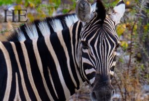 NA-Namibia-HETravel-Gay-Africa-Safari-Worldwide-Tour-Wildlife-Hiking
