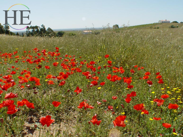 Portugal Cycling Wild Flowers 