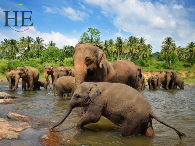 Sri Lanka and Maldives Elephant Sanctuary 