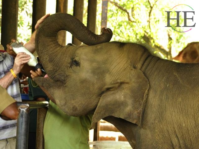 Sri Lanka and Maldives Elephant feeding
