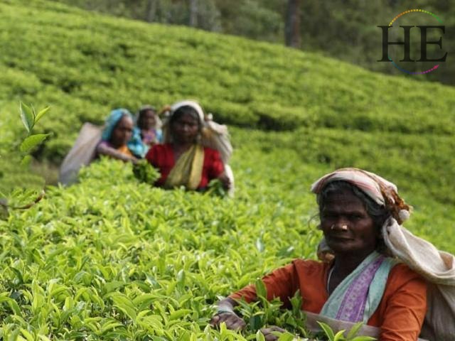 Sri Lanka and Maldives Tea Plantation