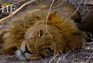 Lion taking a nap in Namibia-HETravel-Gay-Africa-Safari-Worldwide-Tour-Wildlife-Hiking
