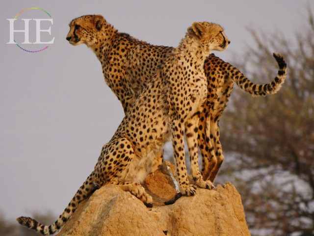 Namibia Cheetahs