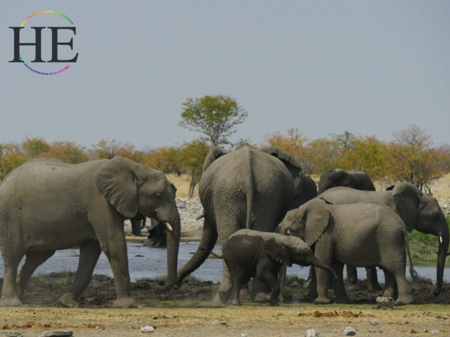 Elephants Etosha Pan Namibia