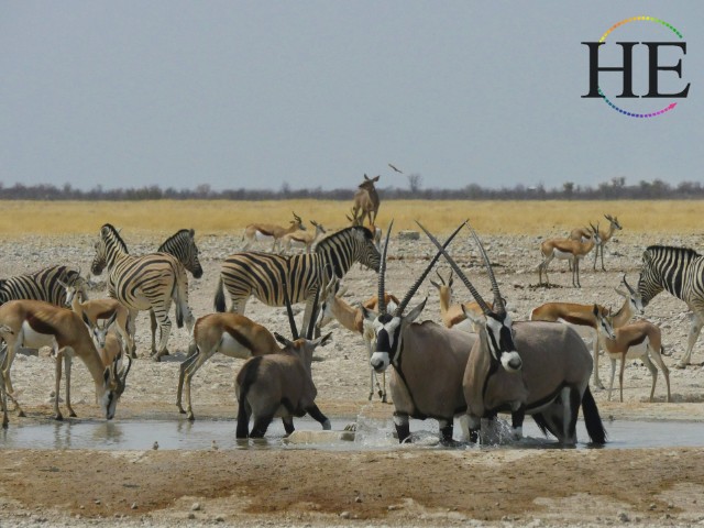 Etosha Pan Namibia herd