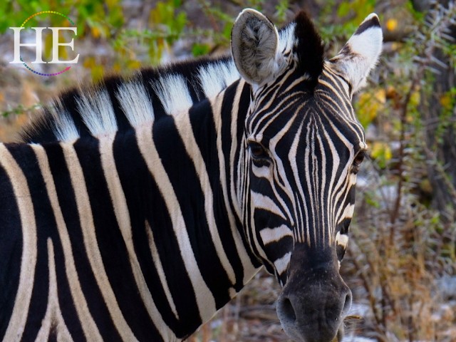 Namibia Zebra Africa Safari