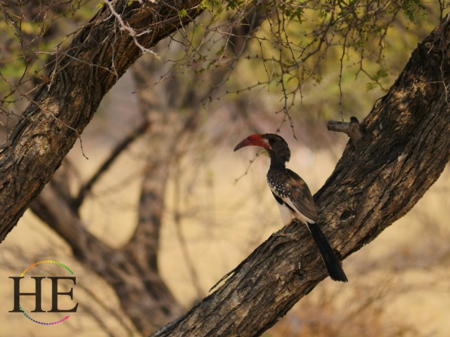 Namibia Bird Safari