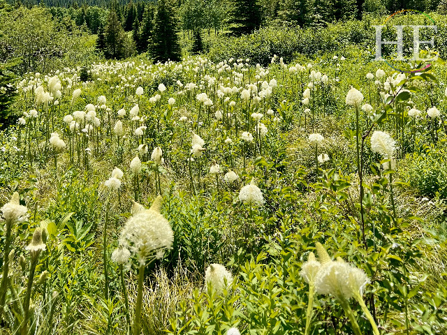 Glacier National Park Gay Montana Adventure Tour Wildflowers