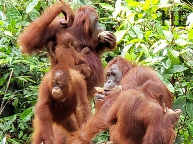 Indonesia Gay Orangutan Family