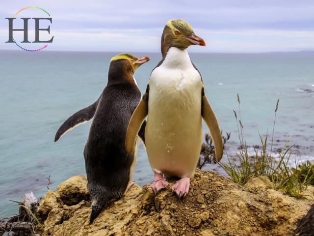 New Zealand Cultural Tour Penguins