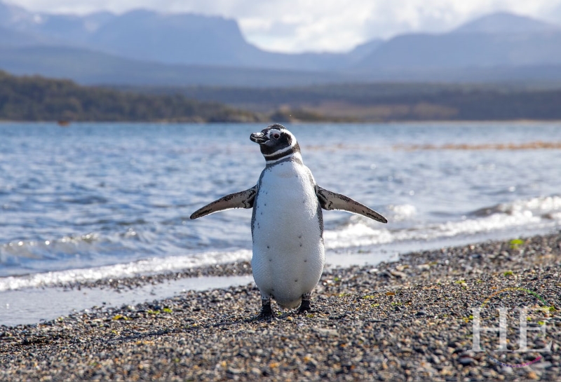 HE Travel Presents Penguins of South Africa