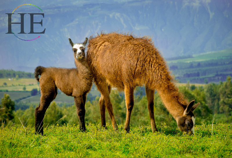 Llamas grazing in gay Ecuador on HE Travel's Cotopaxi Adventure Tour