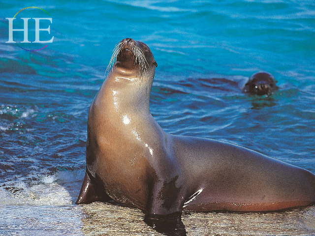 Galapagos Islands Gay Cruise Seals