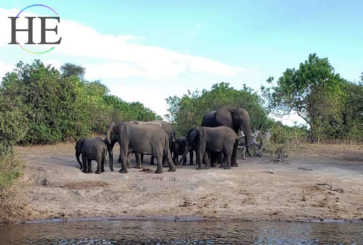 botswana african gay tour elephants