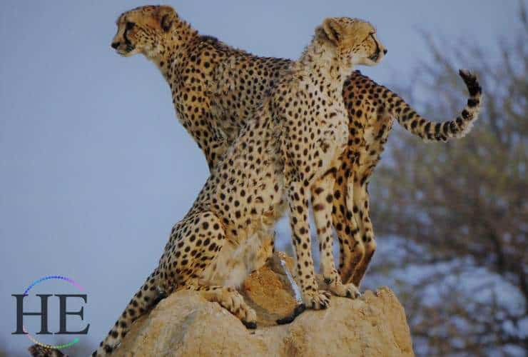 phil-hetravel-blog-namibia-adventure-safari