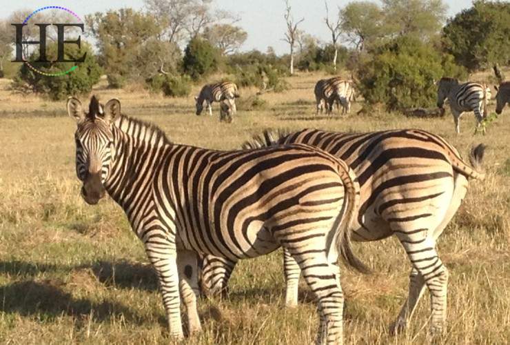 African zebras
