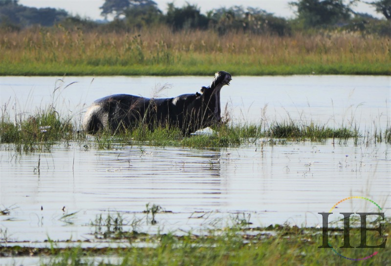Botswana Hippo Kasane