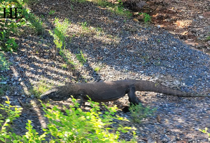 Komodo dragon moves swiftly across the ground. 