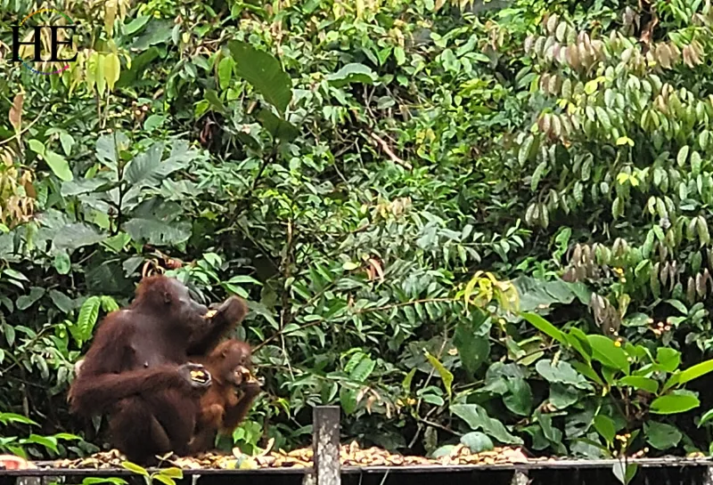 Orangutan eats fruits with it's baby