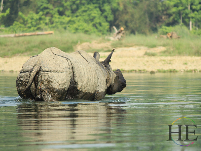 Nepal Trekking Adventure Tour Rhino